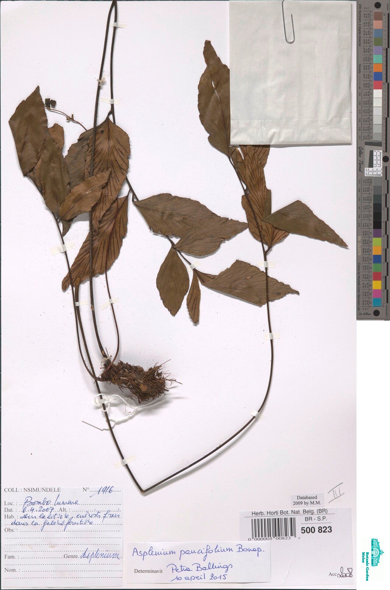 Asplenium paucifolium — houseplant care guide