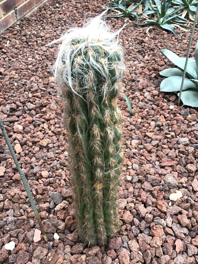 Oreocereus fossulatus — related species from the same genus