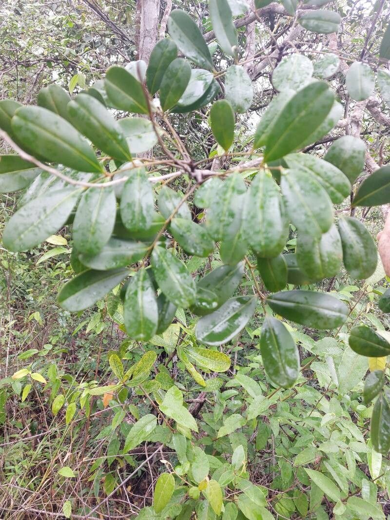 Simarouba versicolor