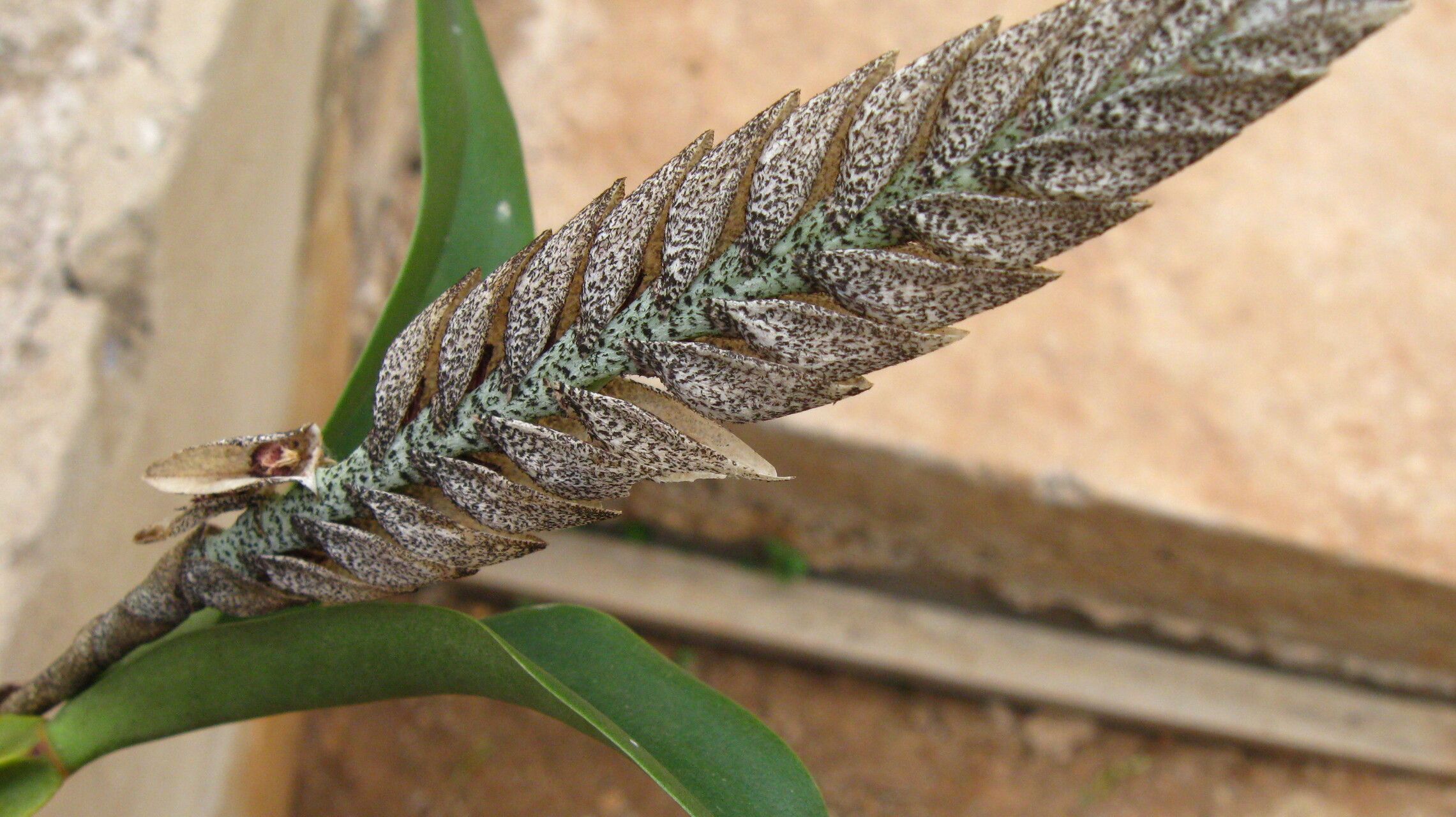 Bulbophyllum lupulinum flower