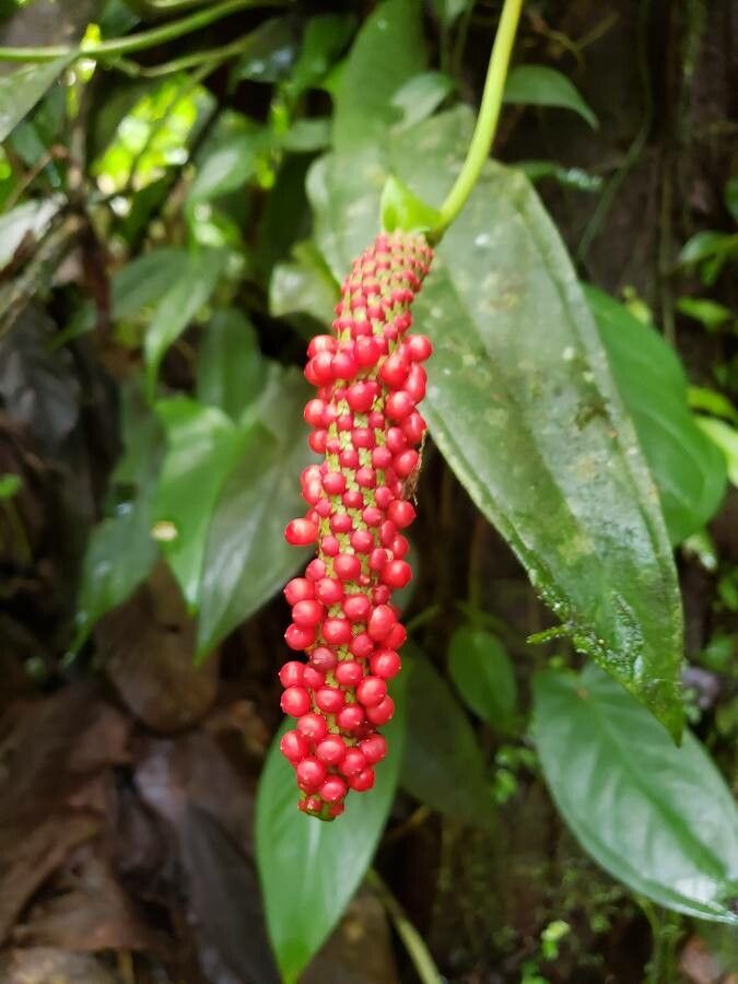 Anthurium bakeri fruit