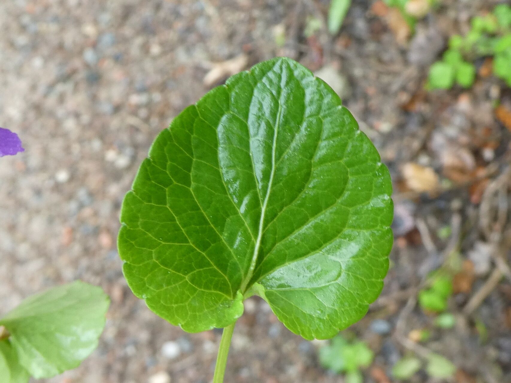 Viola willkommii — houseplant care guide