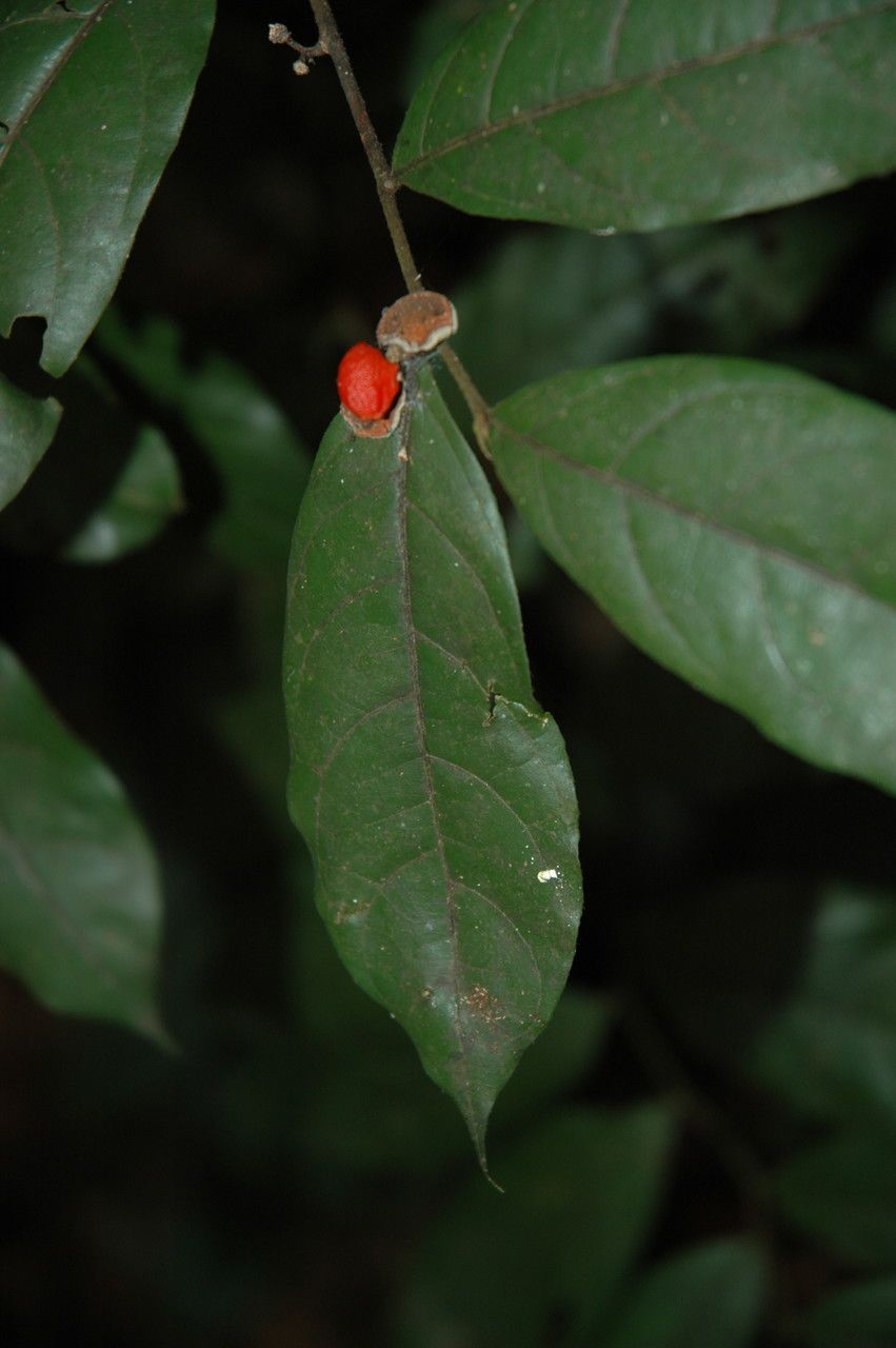 Dichapetalum gelonioides fruit