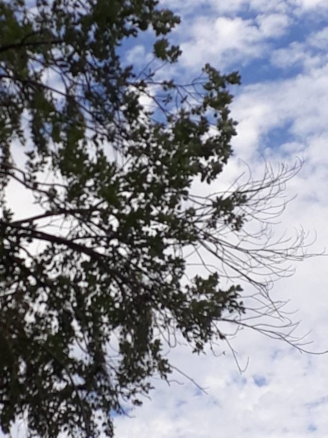 Ulmus thomasii — search result for 'Ulmus'