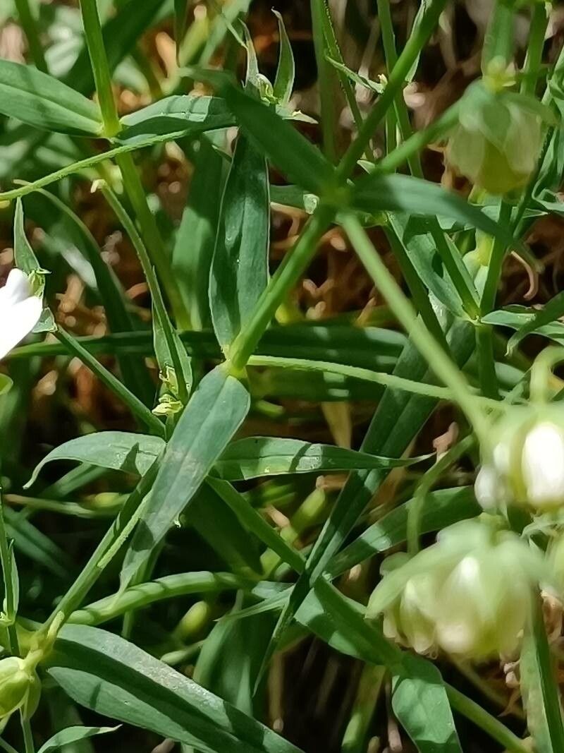 Stellaria palustris