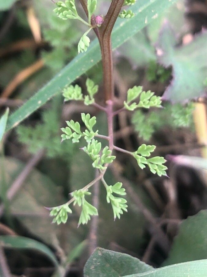 Fumaria densiflora leaf