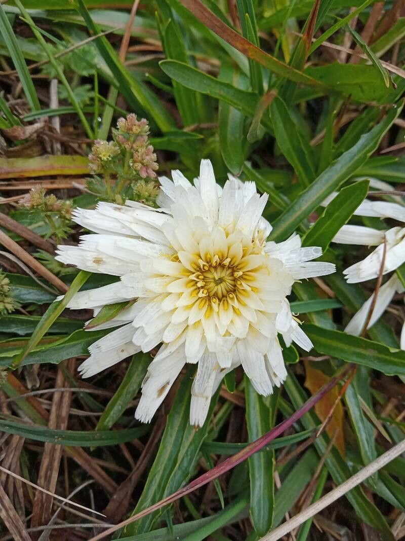 Hypochaeris taraxacoides flower