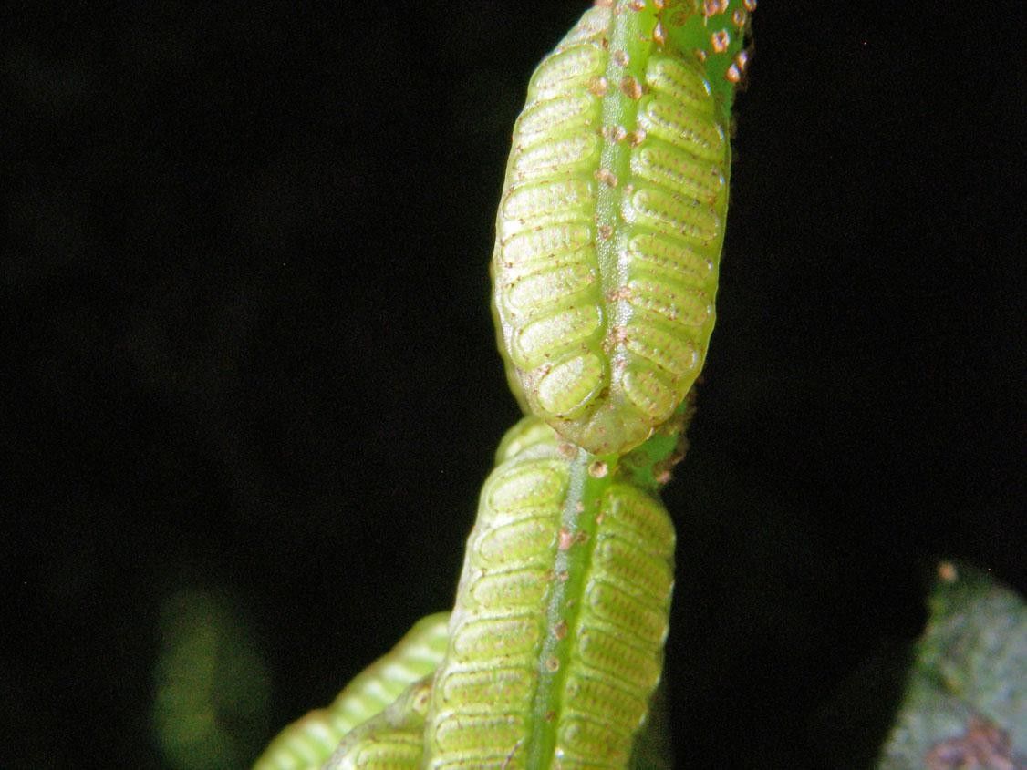 Danaea wendlandii — houseplant care guide