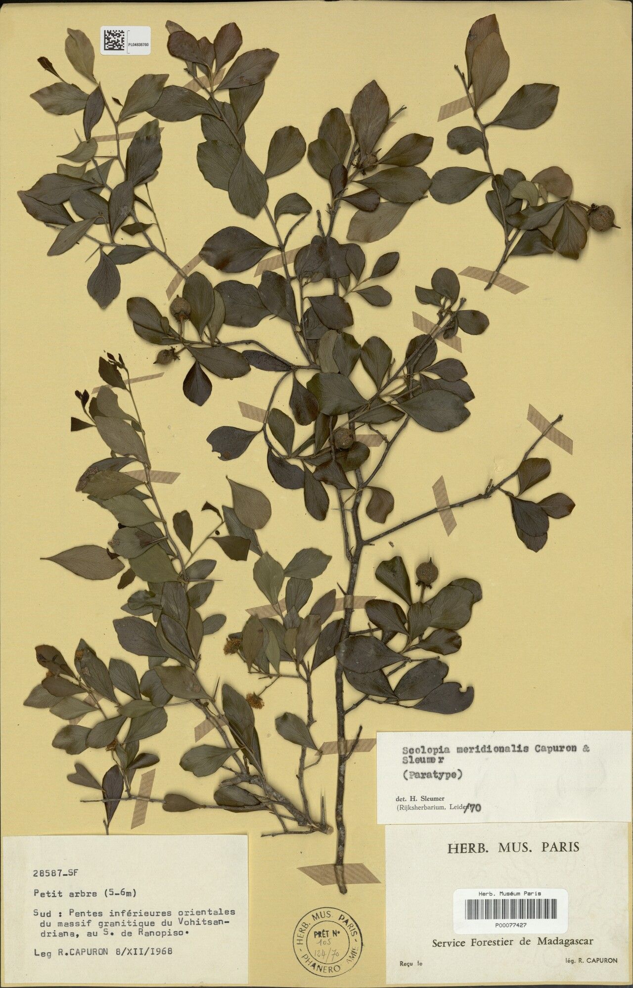 Scolopia meridionalis — search result for 'Scolopia'