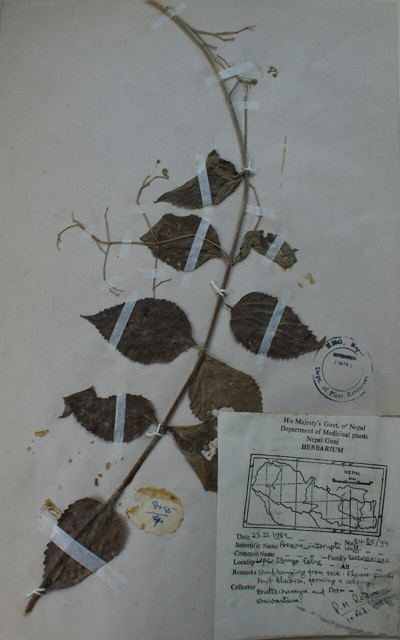 Premna interrupta other