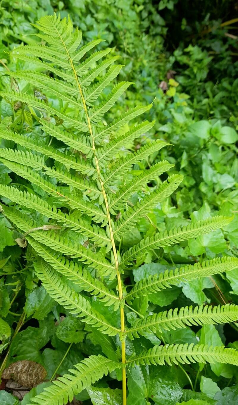 Thelypteris cheilanthoides — search result for 'Thelypteris'