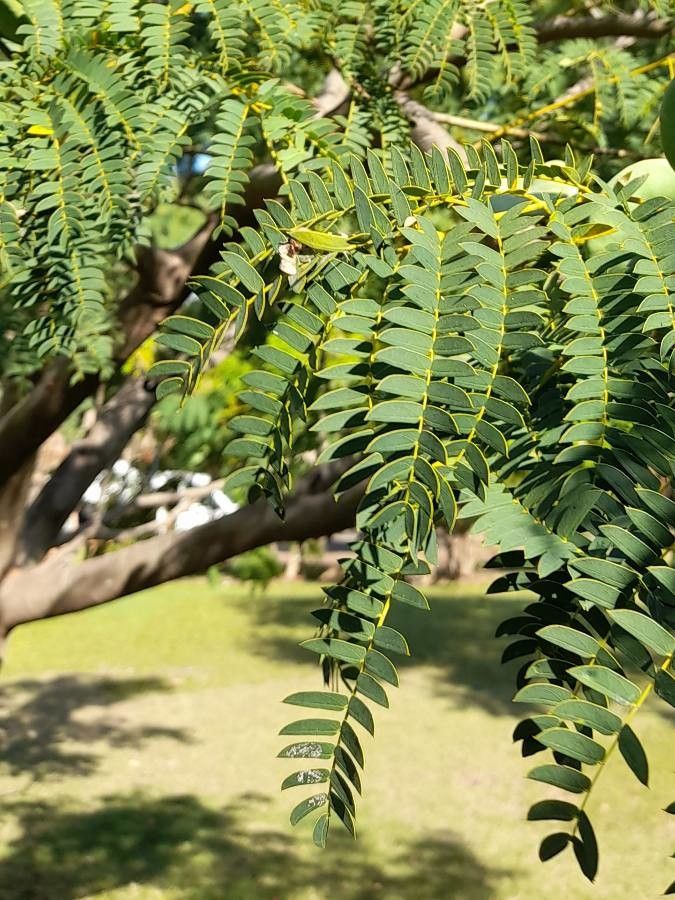 Enterolobium contortisiliquum — related species from the same genus