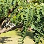 Enterolobium contortisiliquum