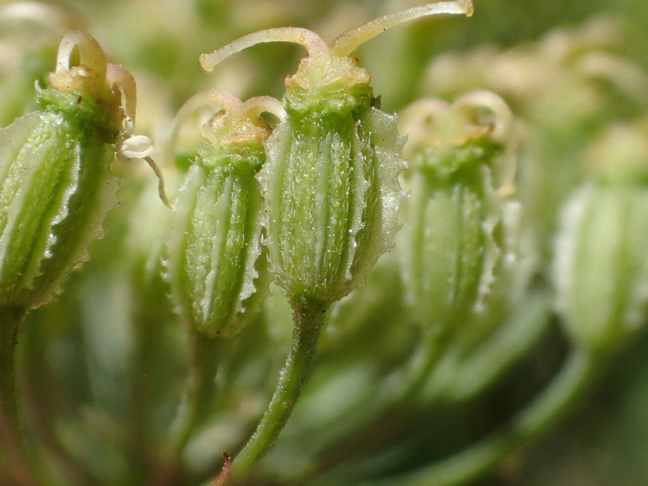 Laserpitium latifolium fruit