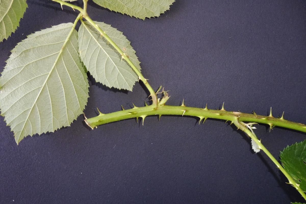 Rubus sulcatus flower