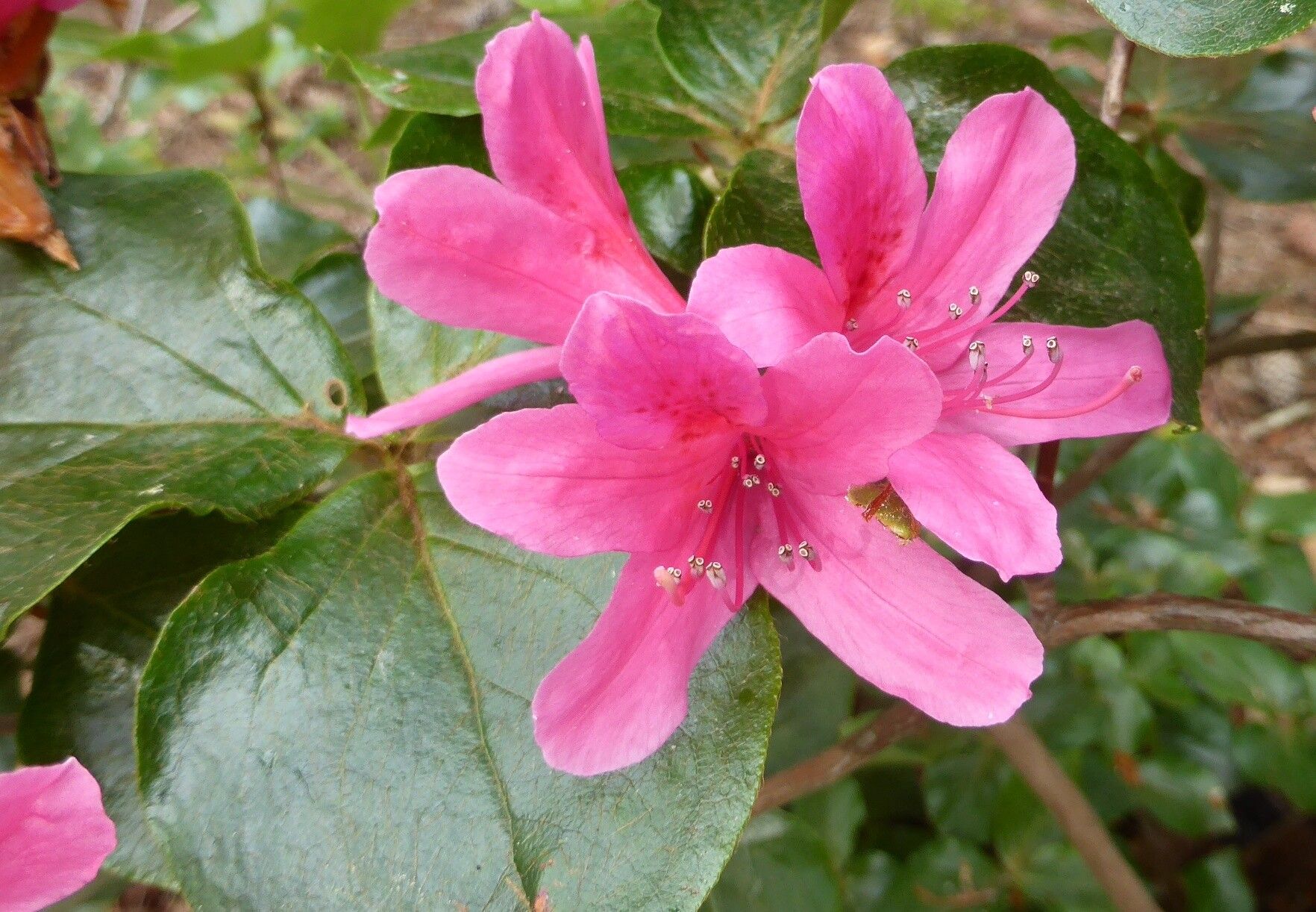 Rhododendron sanctum — houseplant care guide