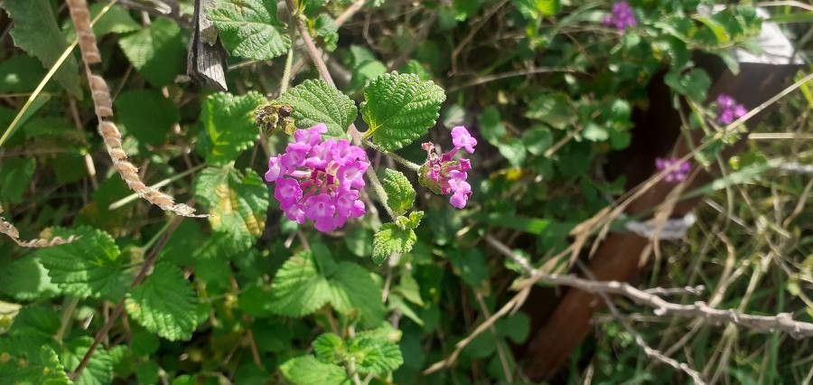 Lantana megapotamica — houseplant care guide