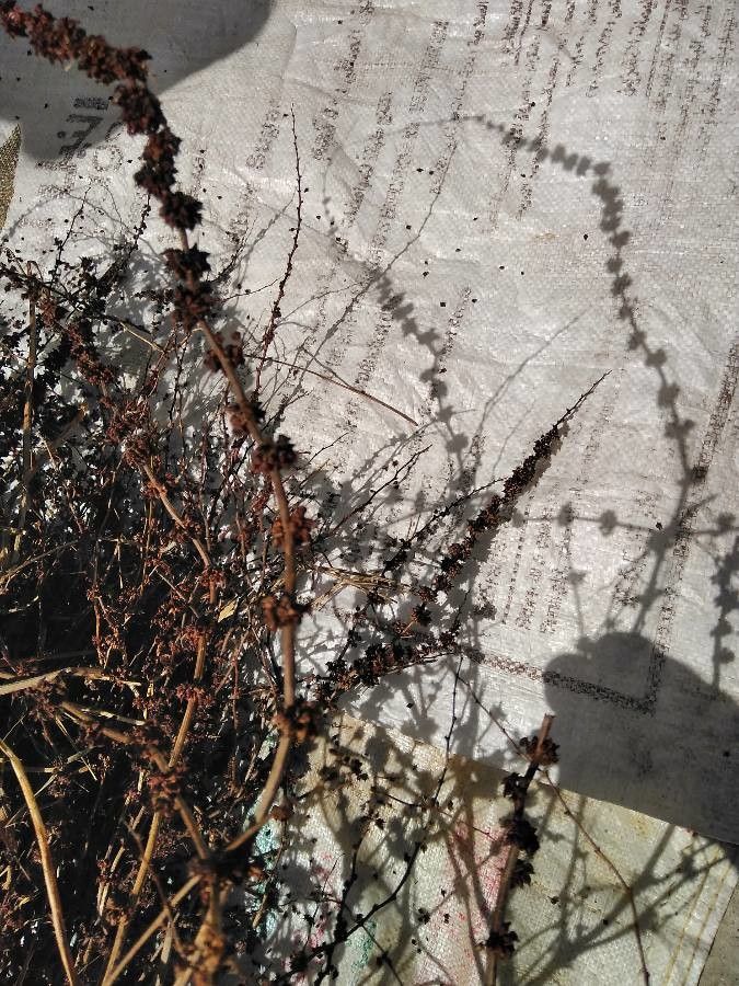 Rumex dentatus fruit