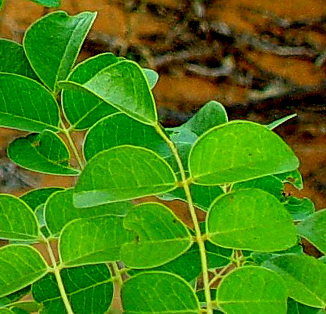 Guilandina major — related species from the same genus