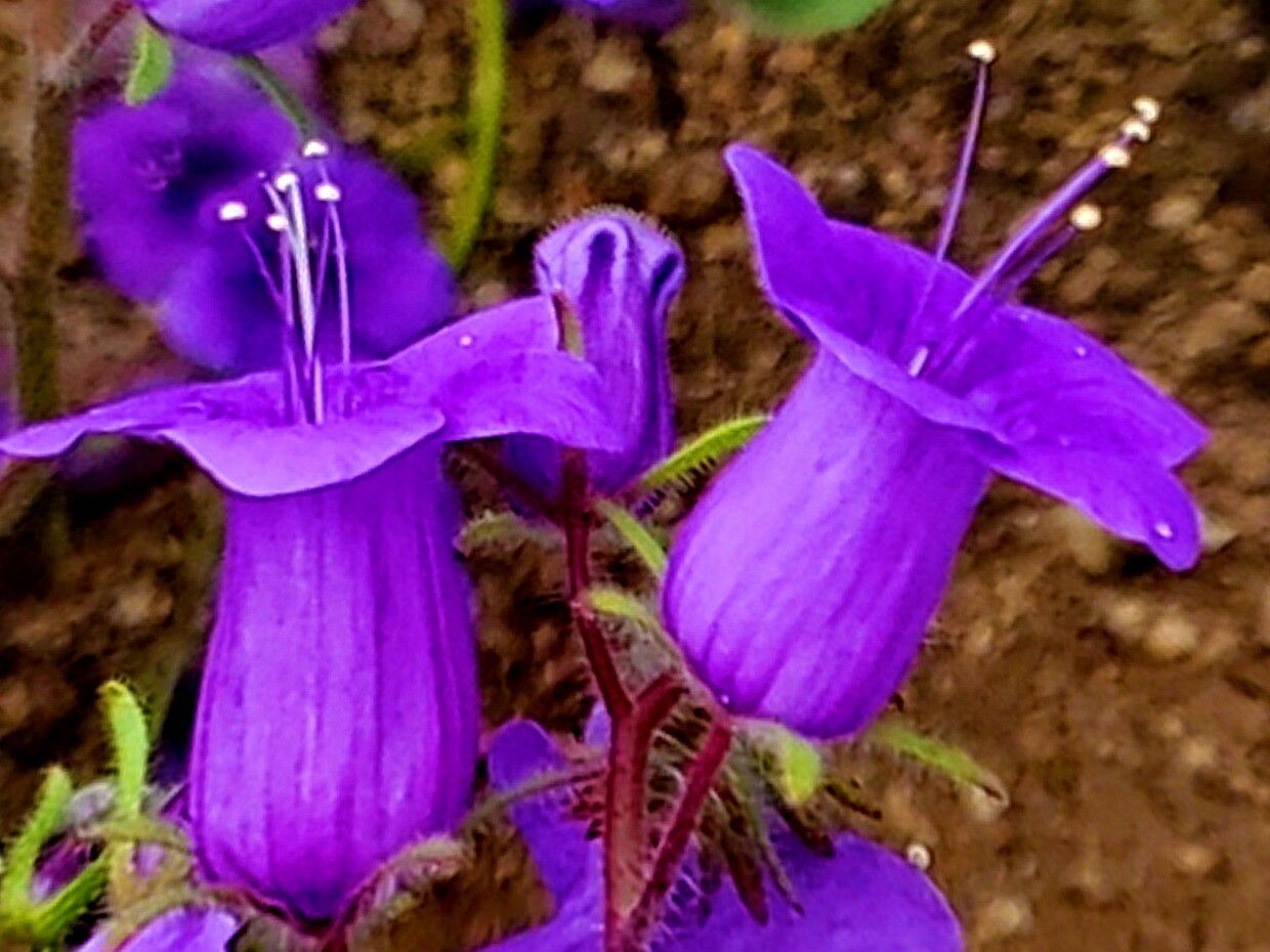 Phacelia minor — houseplant care guide