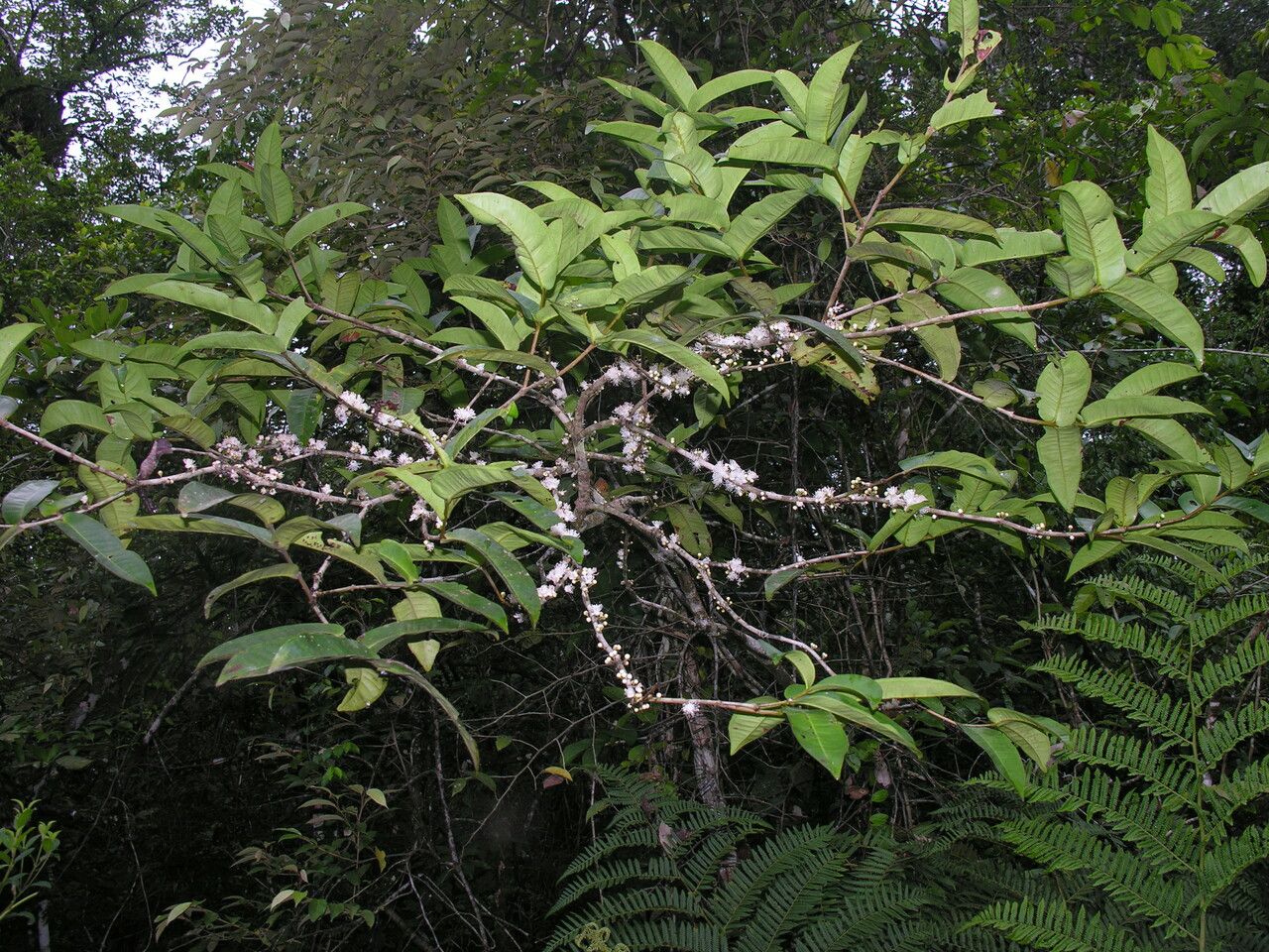 Eugenia monosperma habit