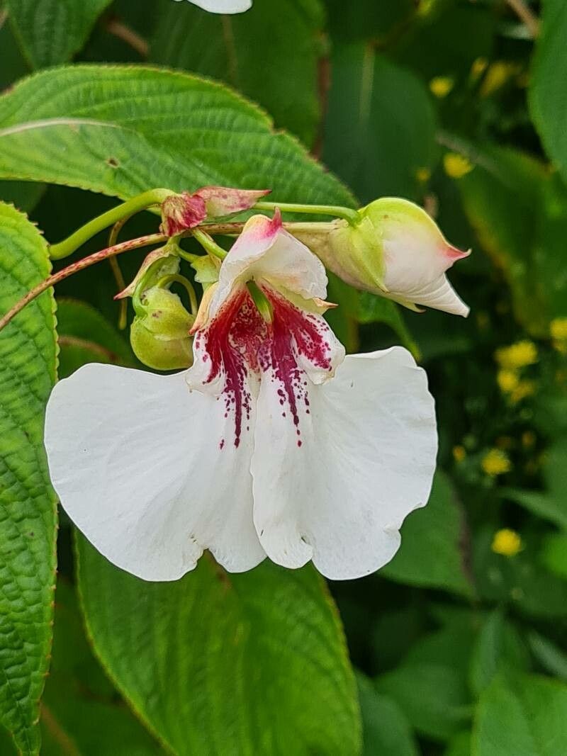 Impatiens tinctoria flower