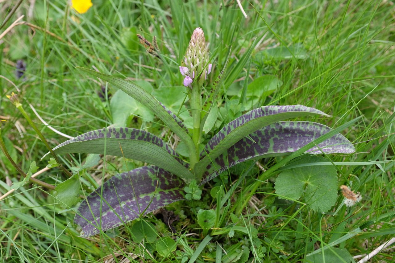 Dactylorhiza traunsteinerioides — search result for 'Ireland'