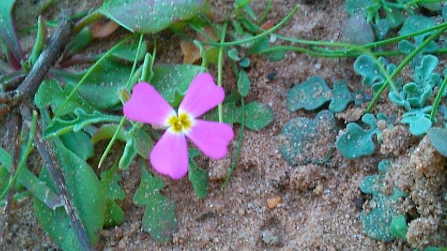 Malcolmia littorea flower