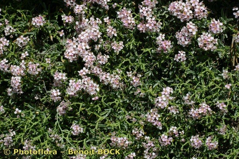 Hormathophylla purpurea habit