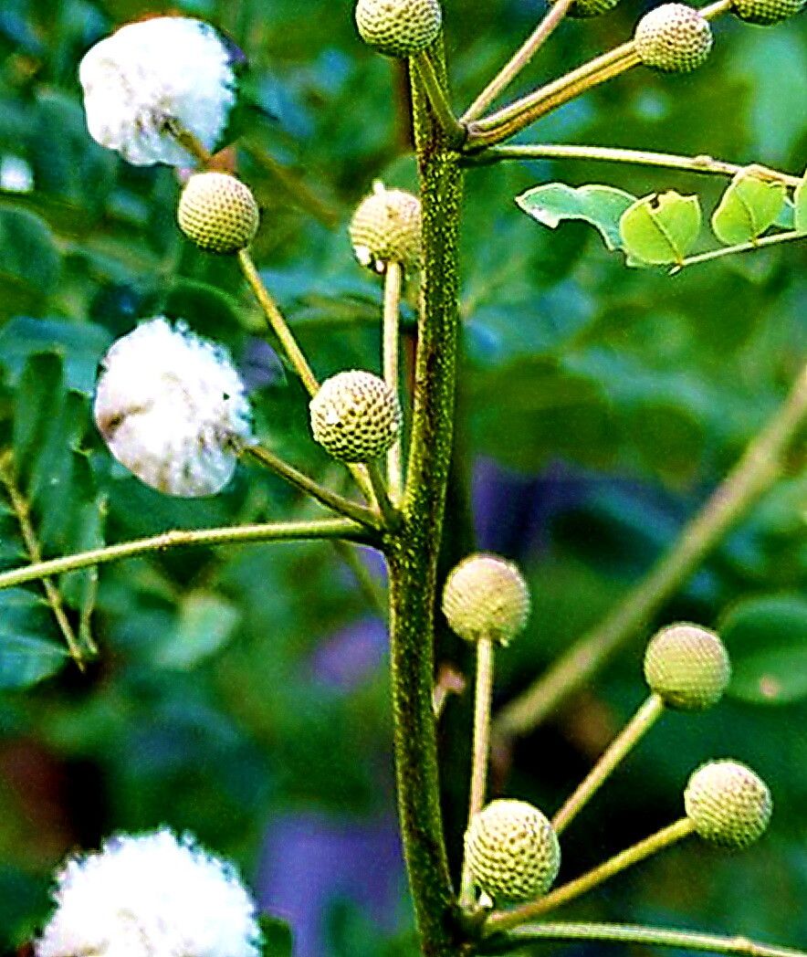 Leucaena lanceolata flower
