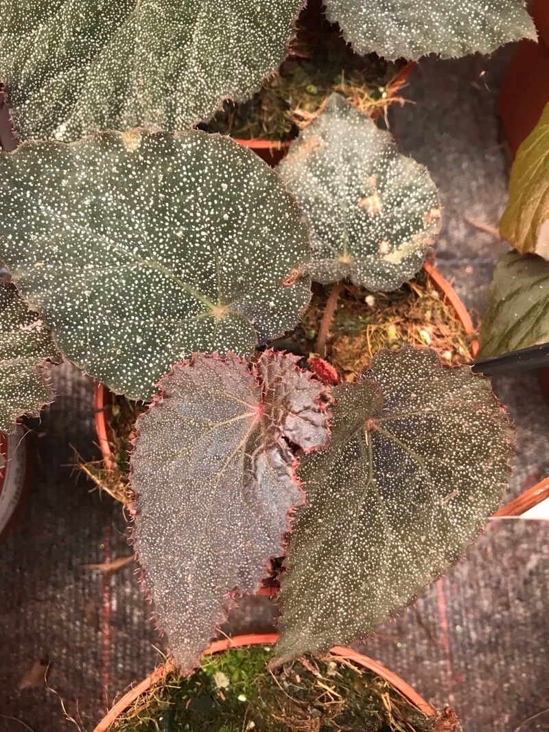 Begonia antsingyensis — houseplant care guide