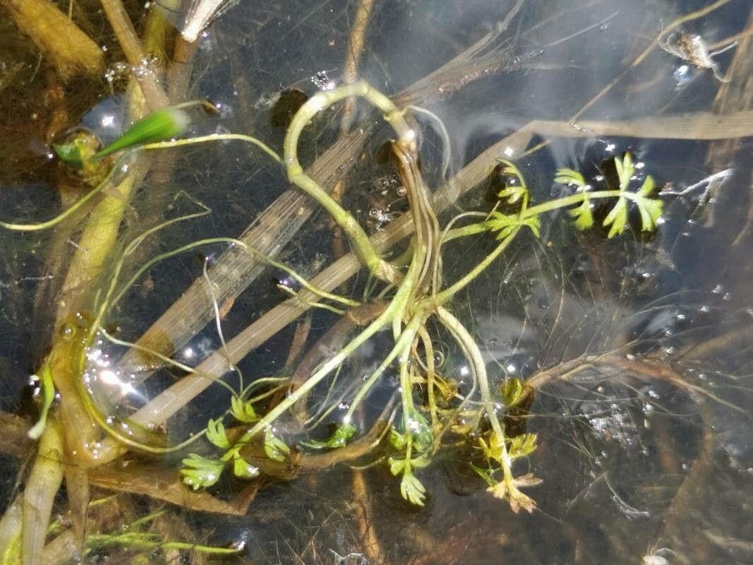 Helosciadium inundatum — related species from the same genus