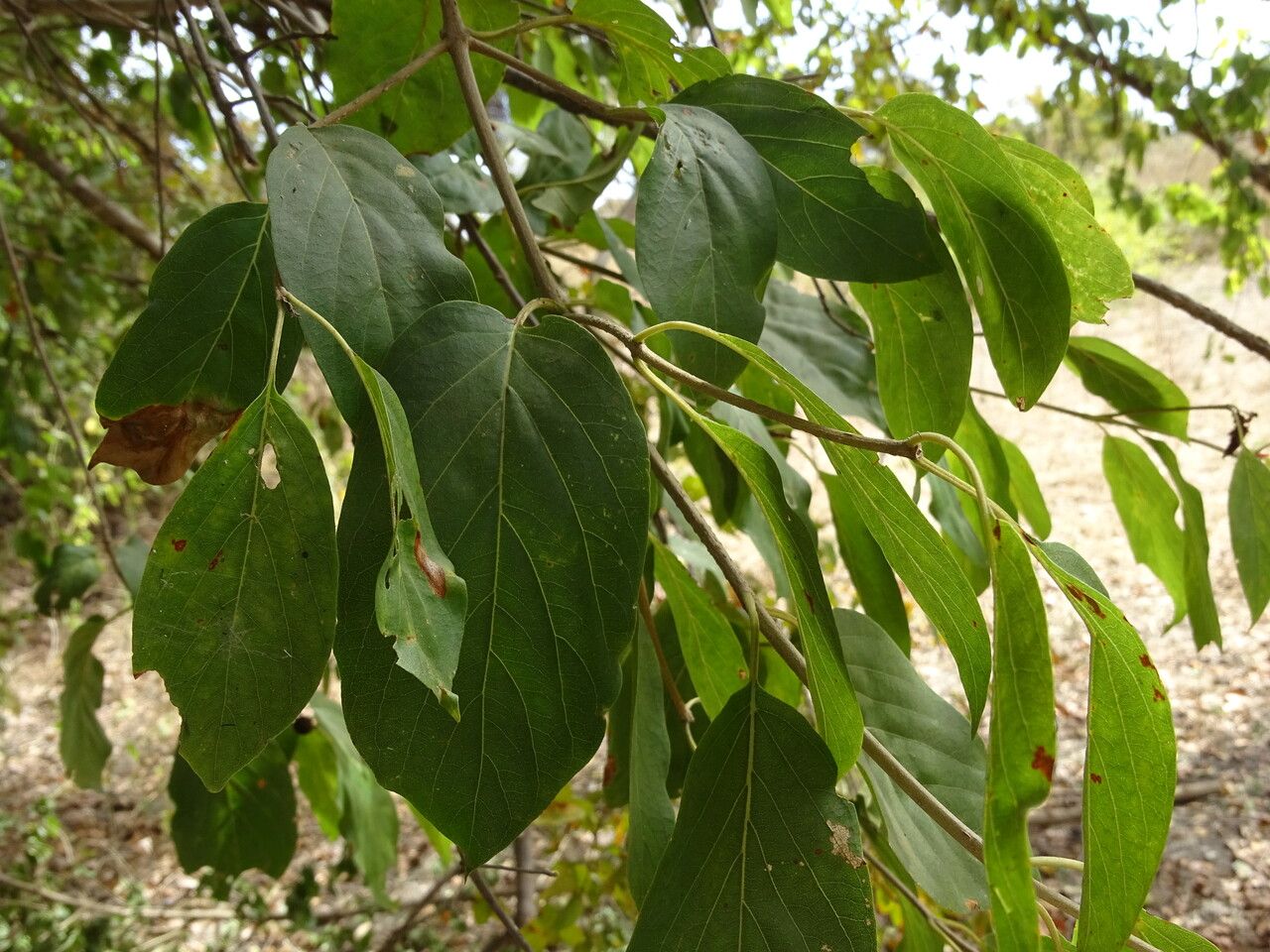 Mitragyna inermis leaf