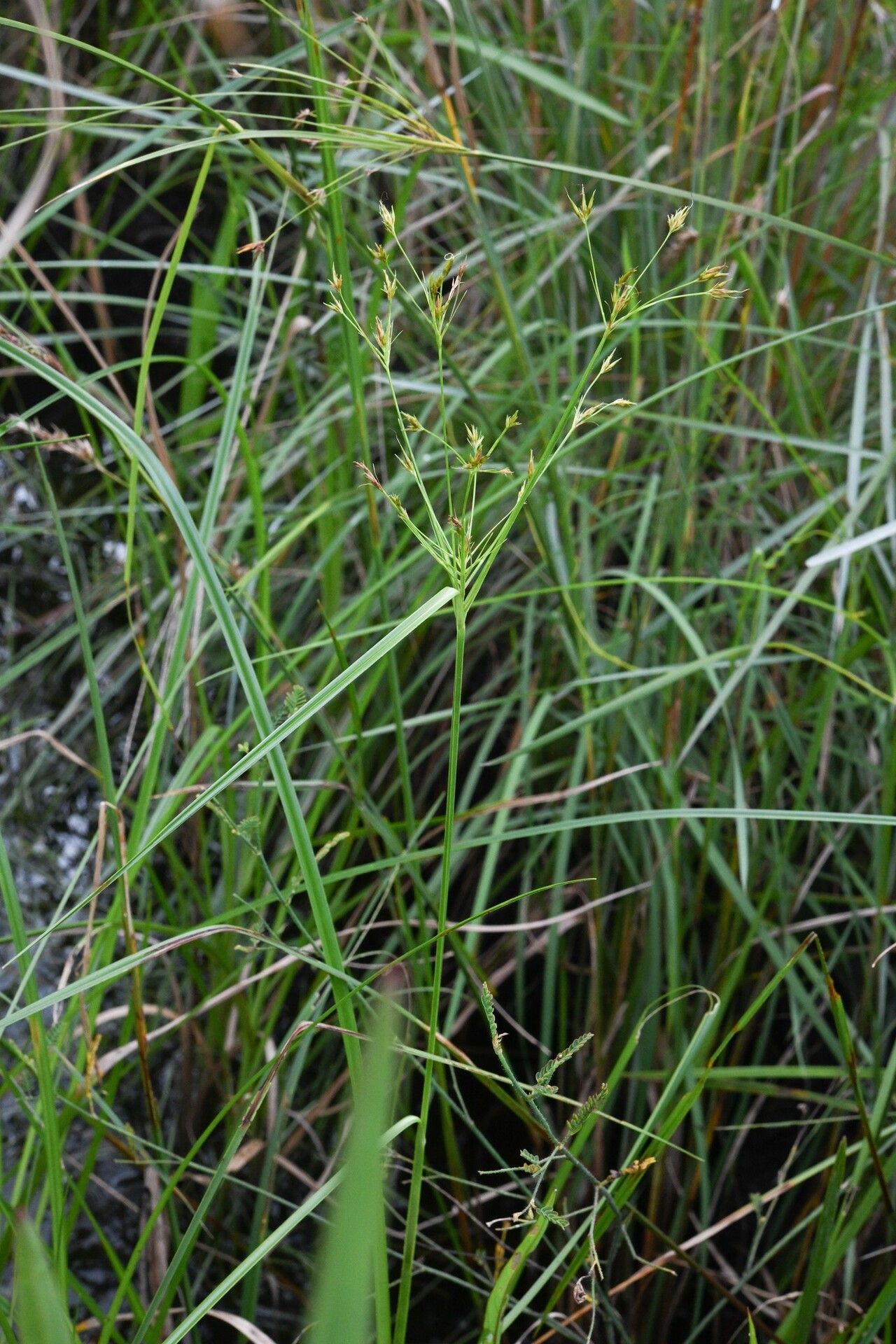 Rhynchospora triflora habit