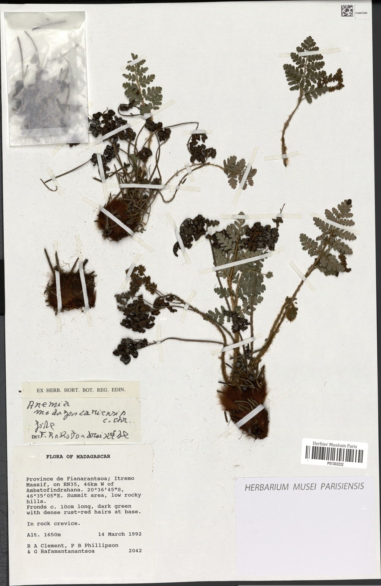 Anemia madagascariensis — houseplant care guide