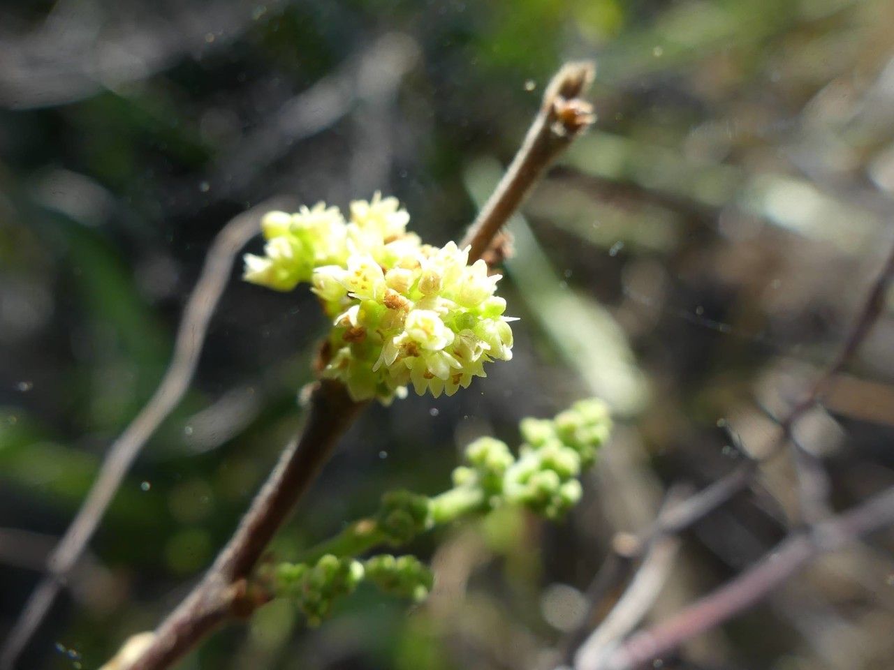 Rhus longipes flower