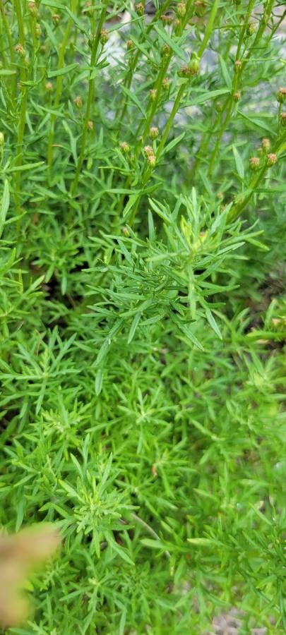 Artemisia michauxiana leaf