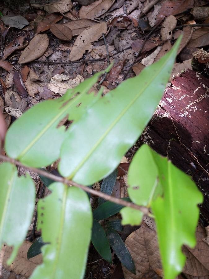 Mouriri nervosa leaf