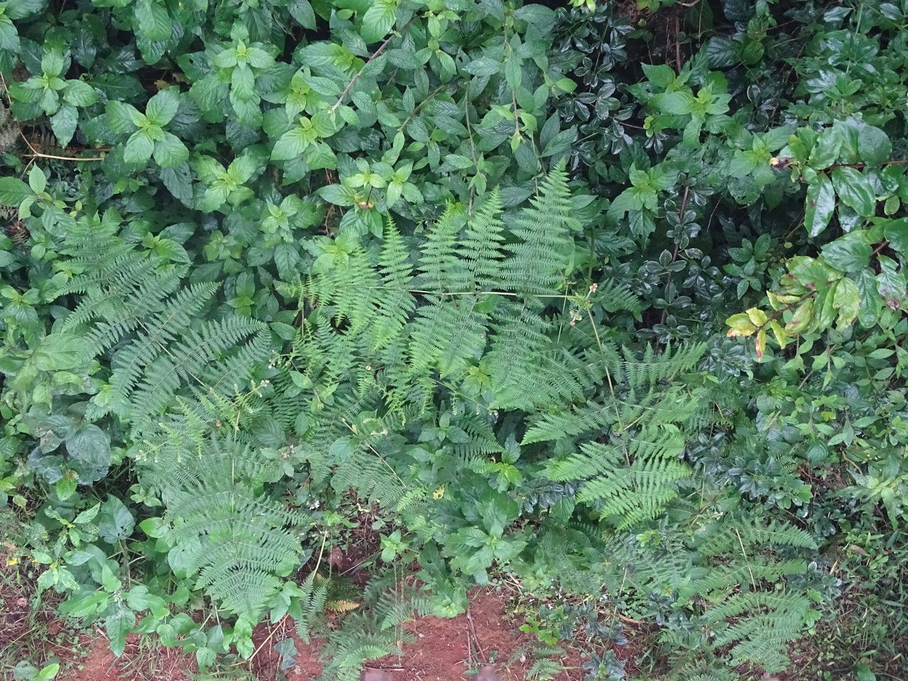 Hypolepis goetzei habit