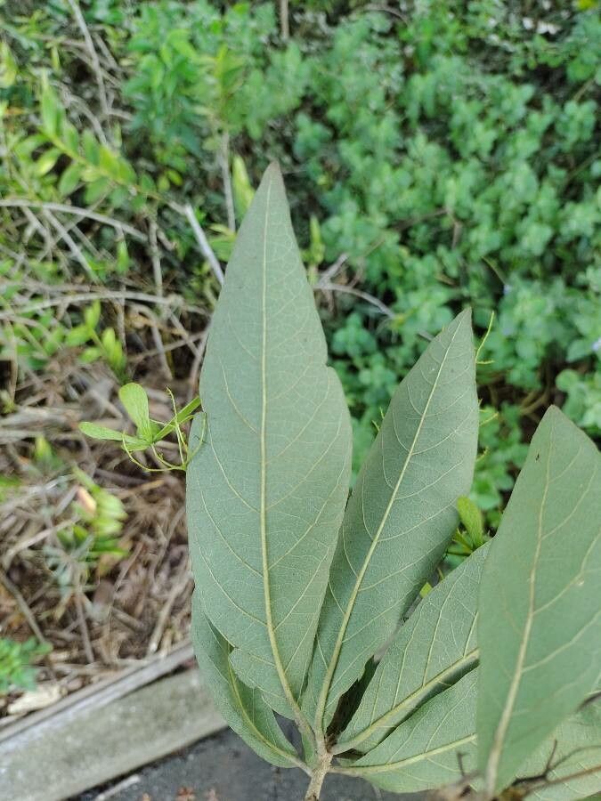 Cordia incognita — houseplant care guide