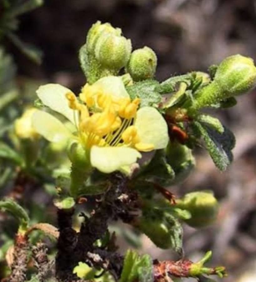Purshia tridentata flower