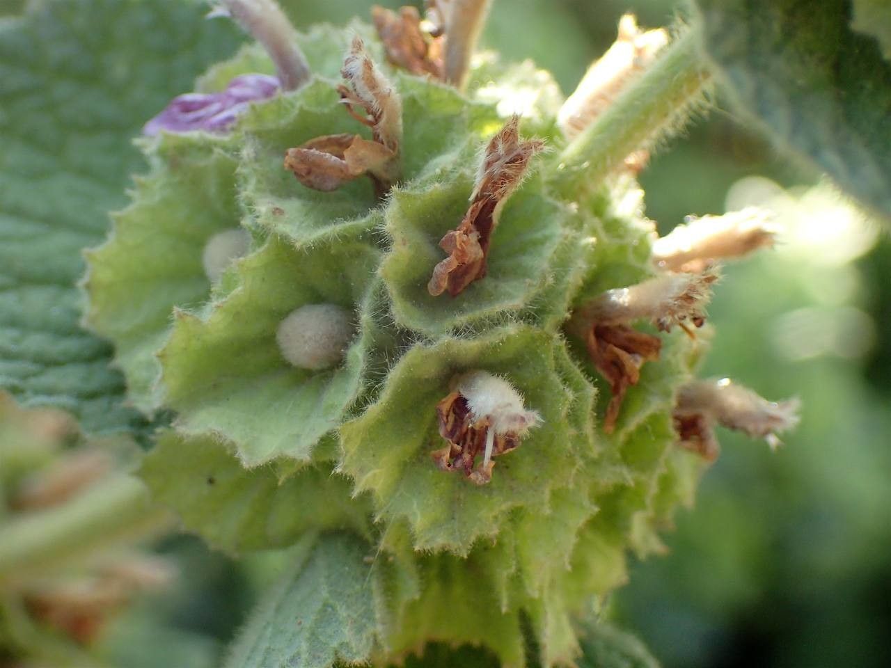Ballota hirsuta fruit