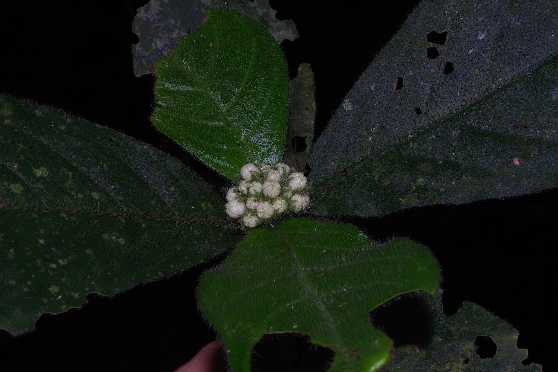 Psychotria nigerica — houseplant care guide