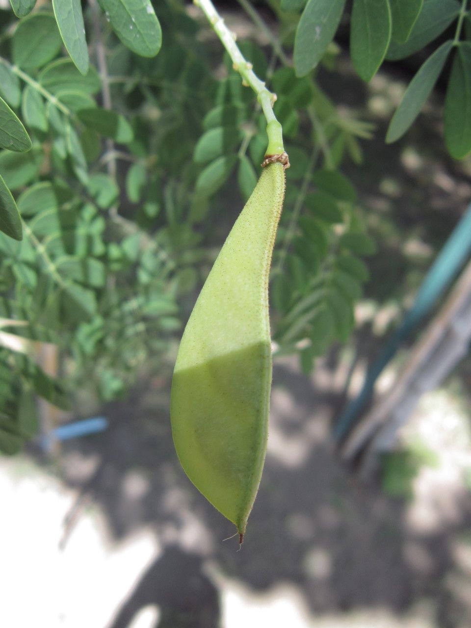 Caesalpinia mexicana fruit