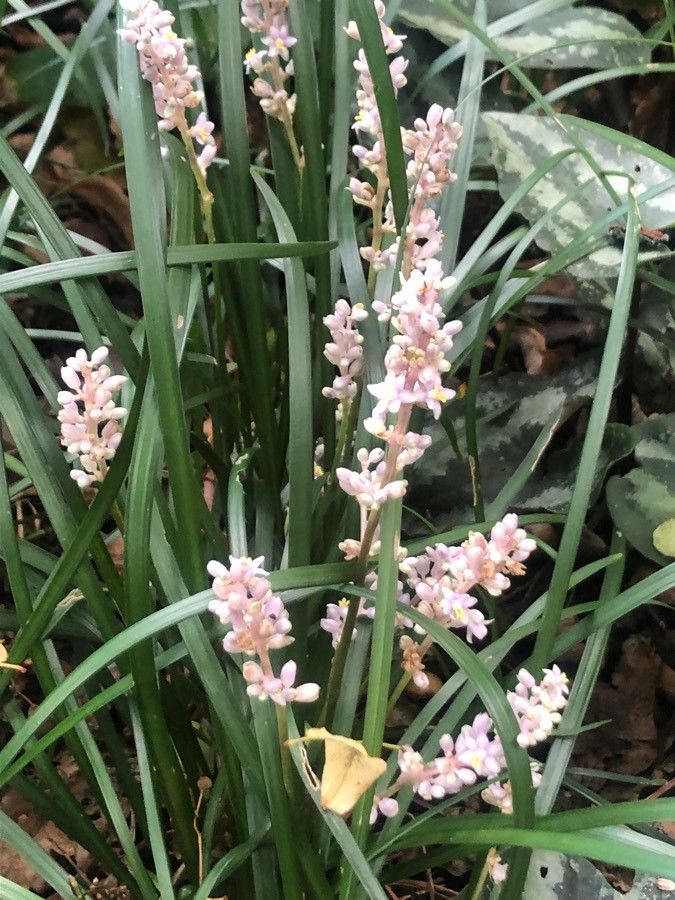 Liriope graminifolia