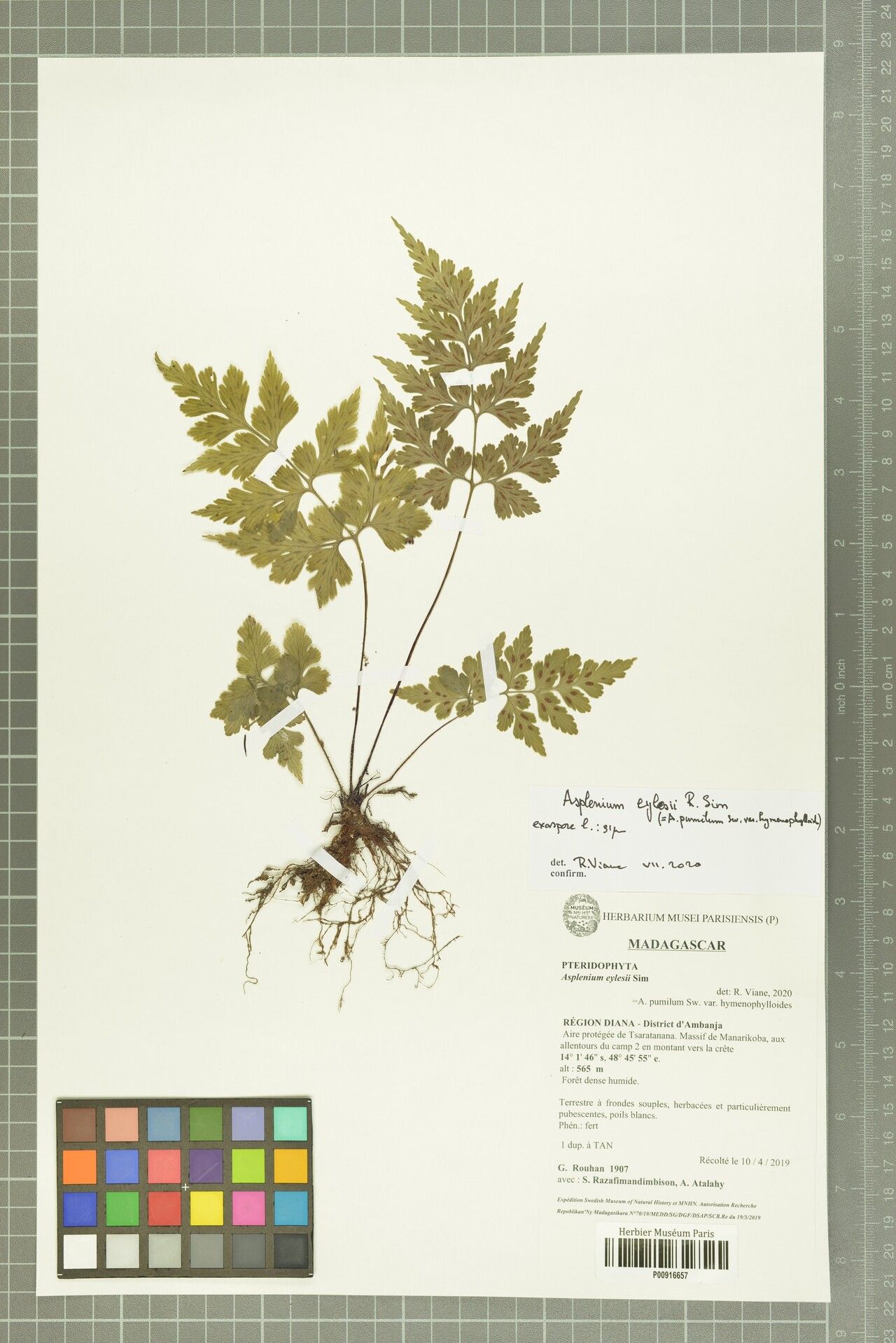 Asplenium eylesii — houseplant care guide