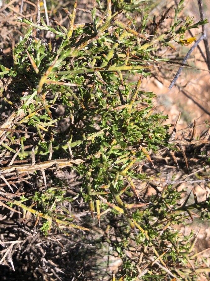 Genista scorpius leaf
