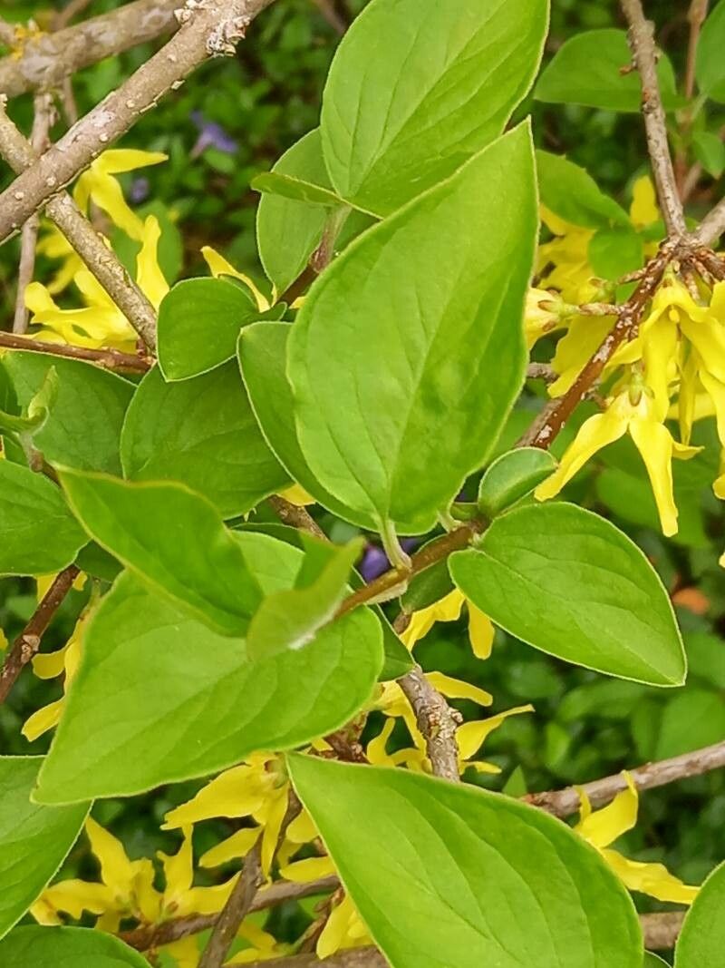 Forsythia japonica