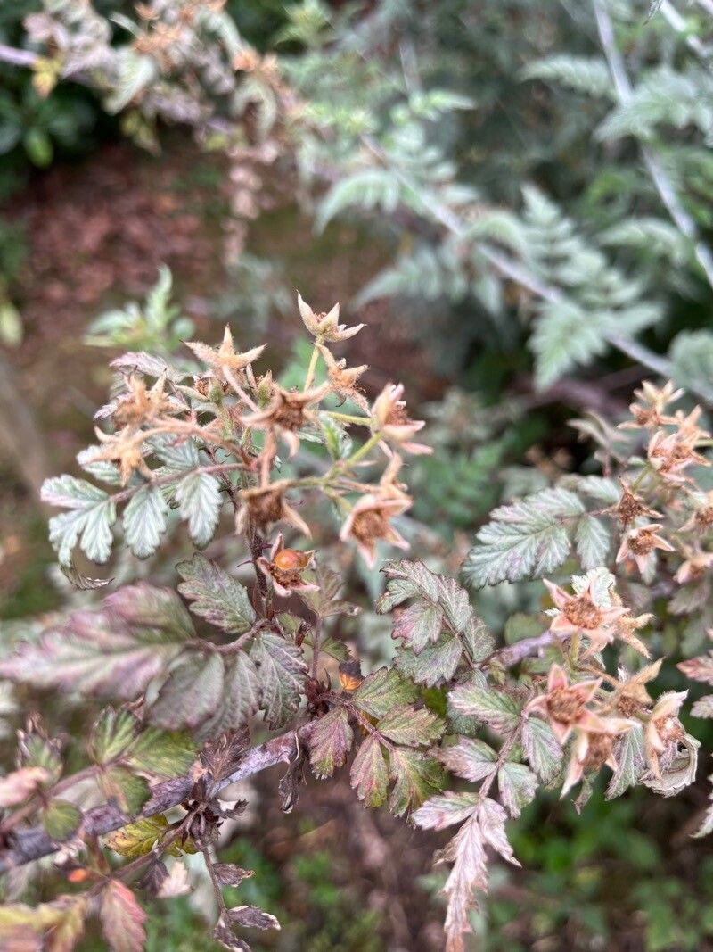 Rubus thibetanus fruit