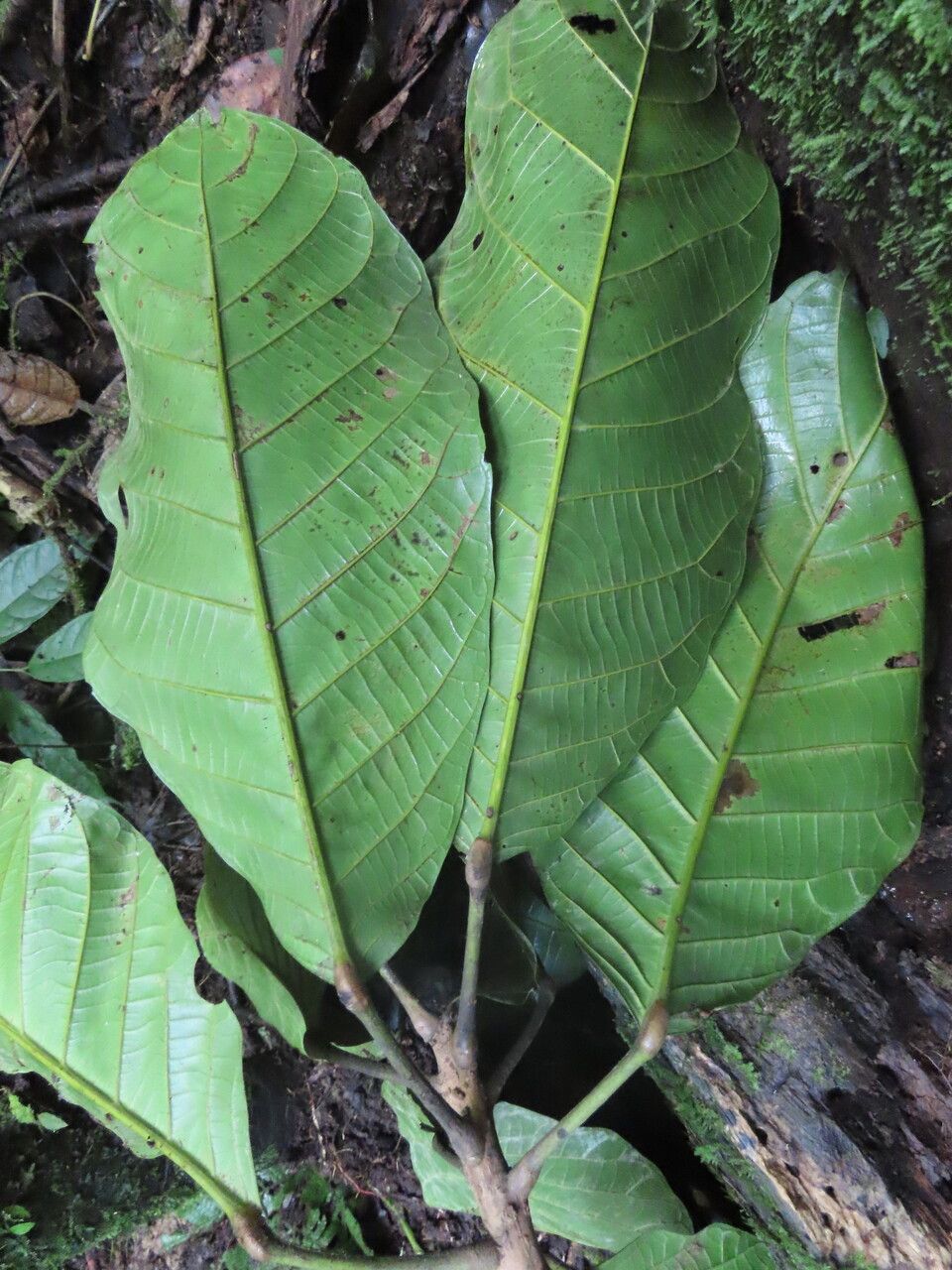 Sloanea geniculata leaf